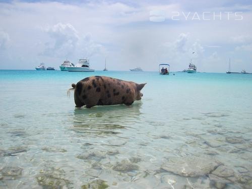 Staniel Cay Yacht Club