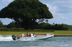 Novurania Chapman 22