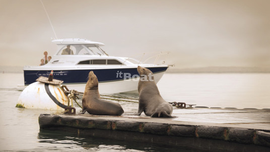 Bayliner 266 Discovery