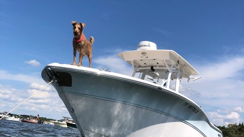 Sea Fox 266 Commander