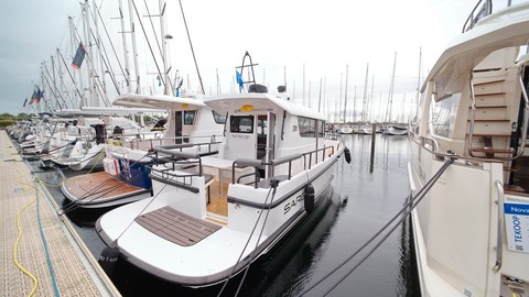 Sargo 31