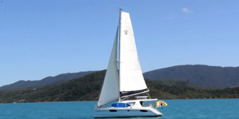 Leopard 39