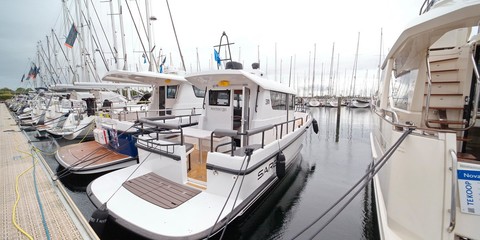 Sargo 31