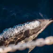 Motor sailor mauritius 43