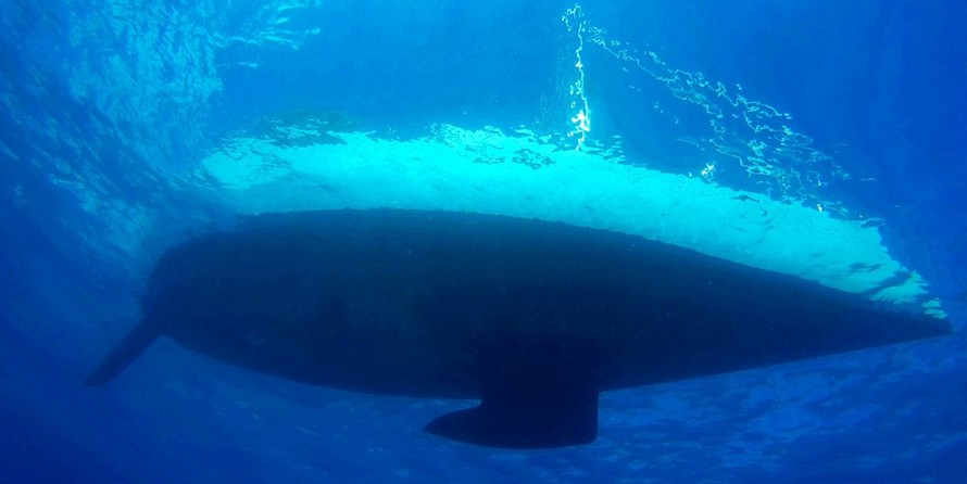 Jeanneau Sun Odyssey 439