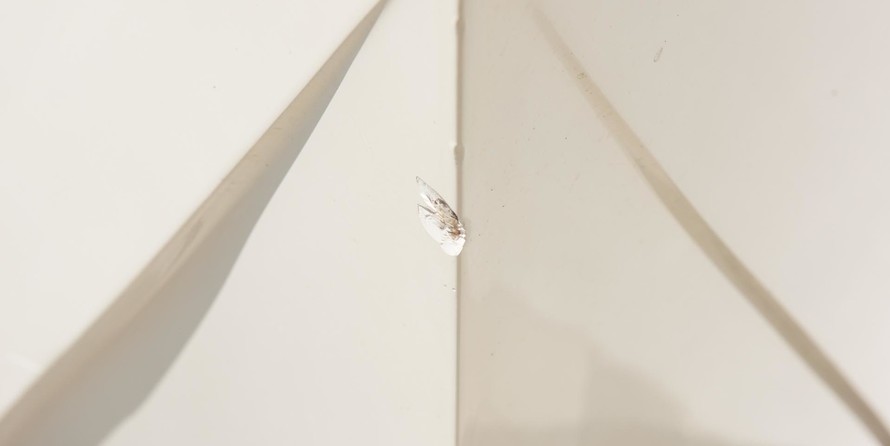 Cigarette 38 Top Gun