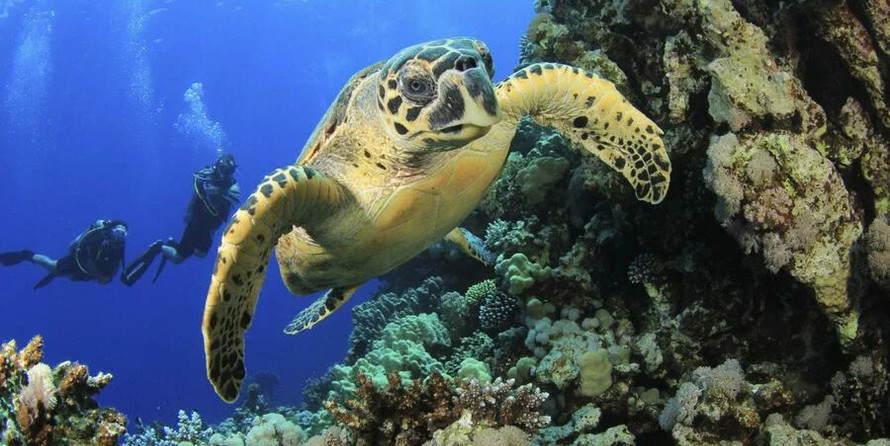 Scubaspa Ying &amp; Yang