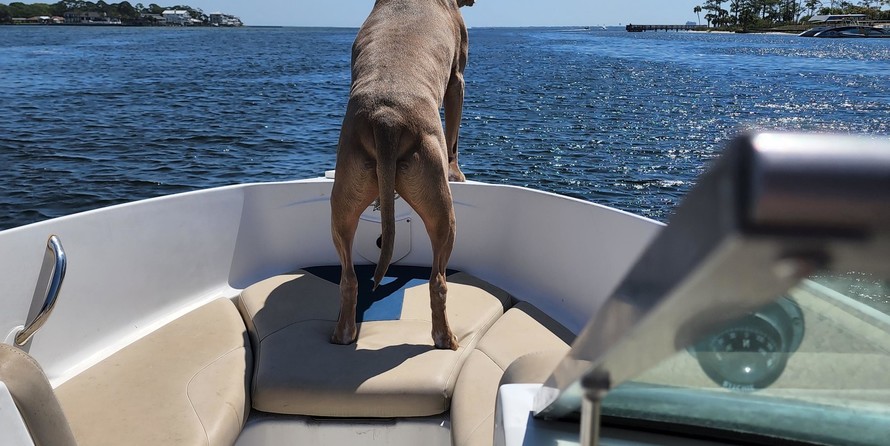 Chaparral 19 H2O Ski & Fish