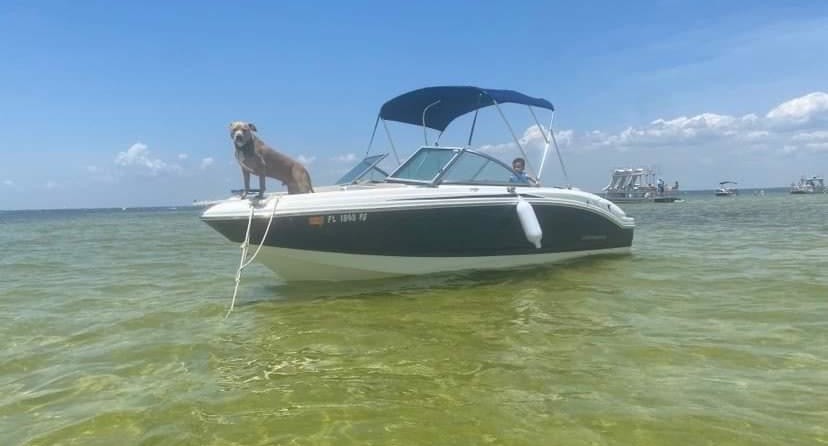 Chaparral 19 H2O Ski & Fish