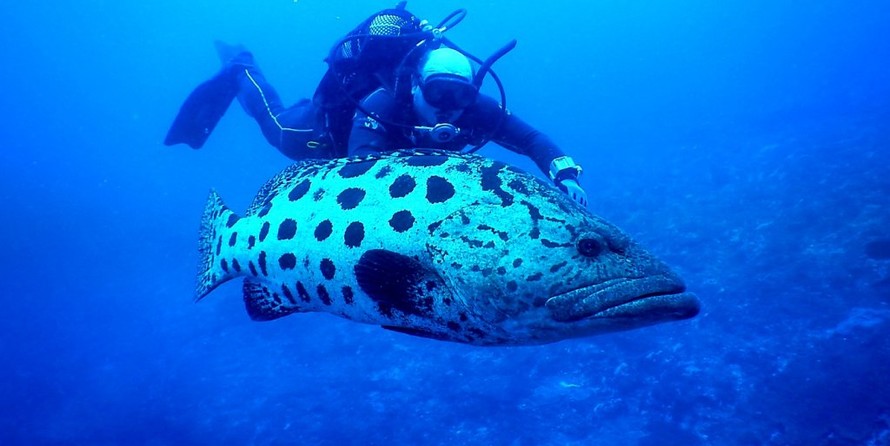 Leopard 48