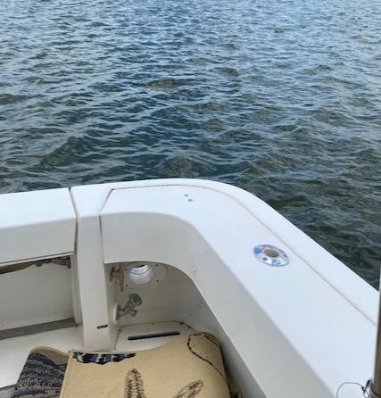 Sea ray 330 express cruiser