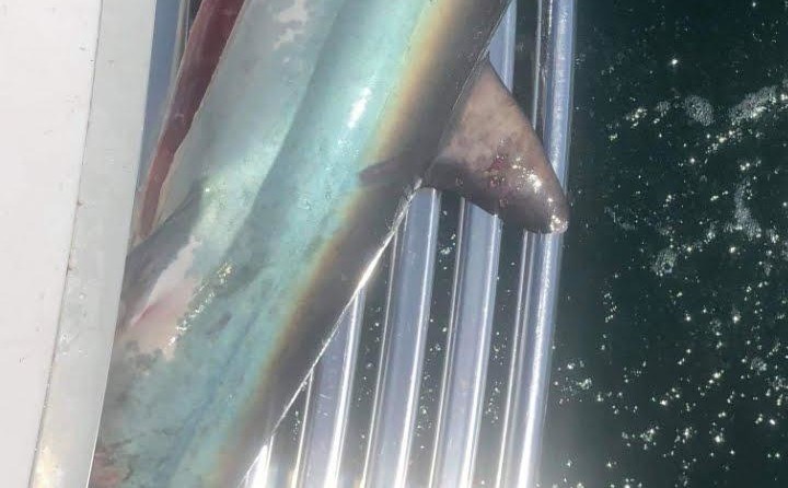 Mariner 34 sport fisher