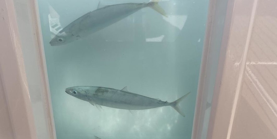 Formula 430 All Sport Crossover