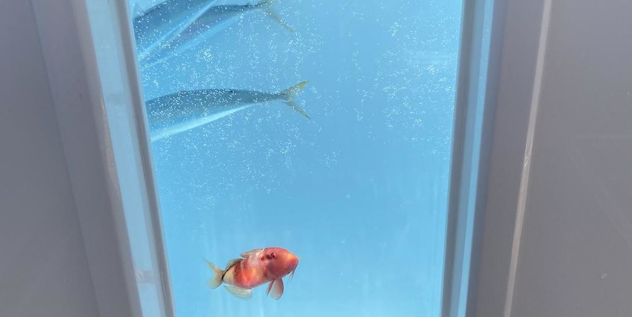 Formula 430 All Sport Crossover