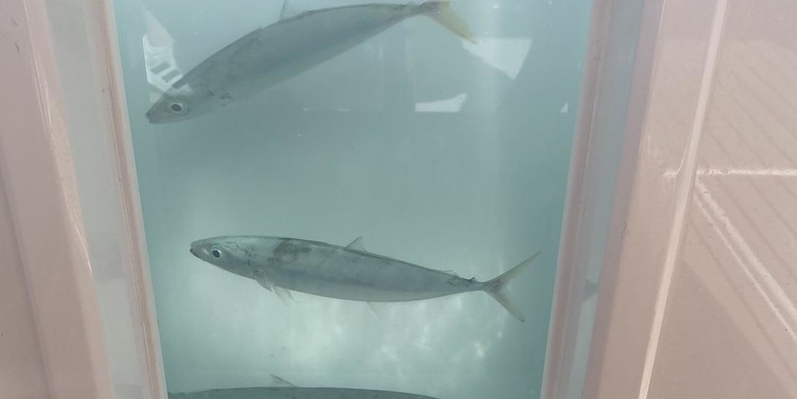 Formula 430 All Sport Crossover