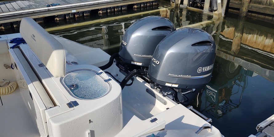 Cobia 262