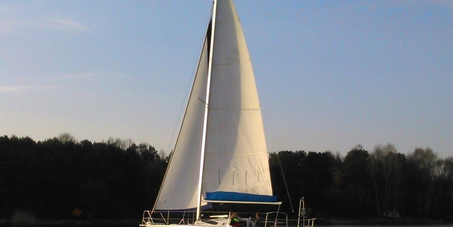 Delphia 29