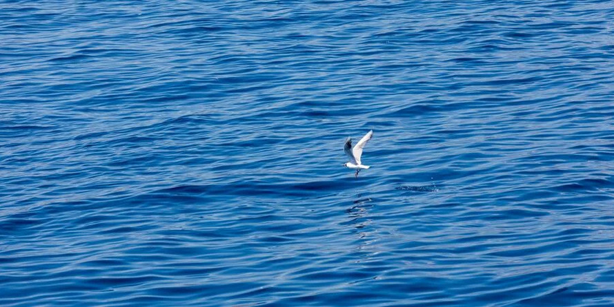 Luxury motor yacht pearl 60