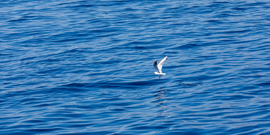 Luxury motor yacht pearl 60