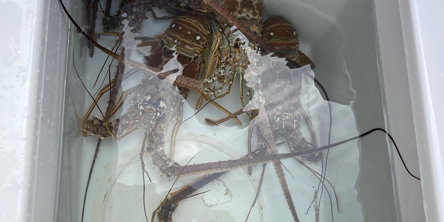 Sea Ray hunt ultra 211