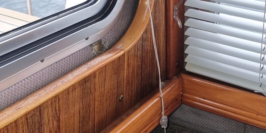 Corvette classique 420