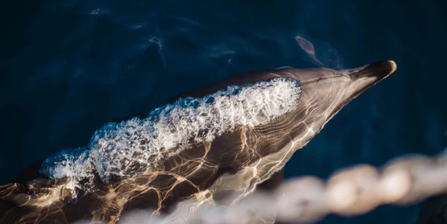 Motor sailor mauritius 43