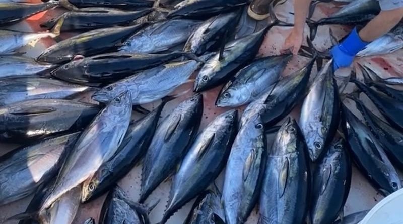 Parker 2820 XLD Sport Cabin