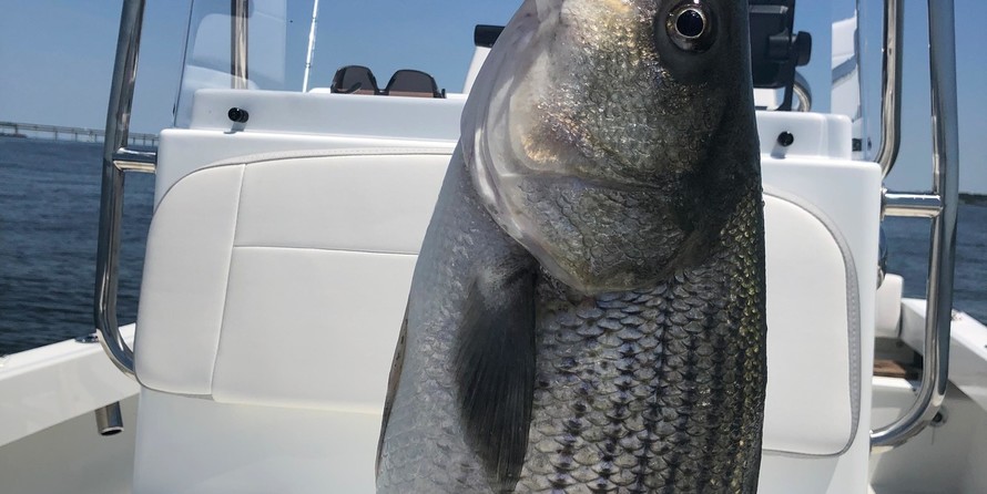 Parker 1801 Center Console