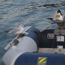 Bavaria 39 Cruiser
