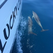 Fountaine Pajot Lucia 40