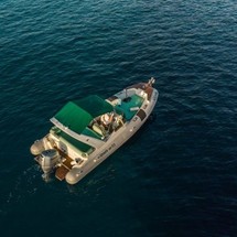 Shark 23