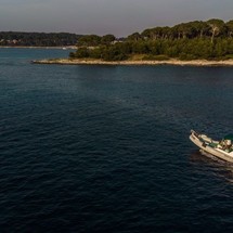 Shark 23