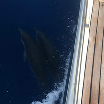 Ocean Star 51.2