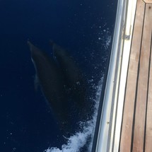 Ocean Star 51.2