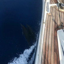Ocean Star 51.2