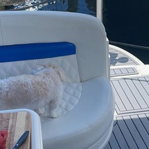 Sea ray sundancer
