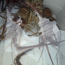 Sea Ray hunt ultra 211