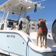 Sea Fox 266 Commander