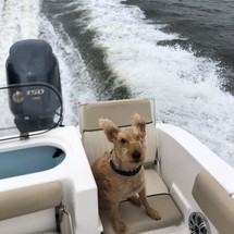 Sea Fox 266 Commander