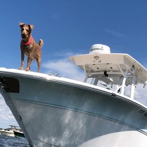 Sea Fox 266 Commander