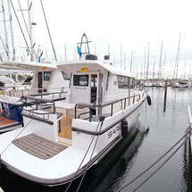 Sargo 31